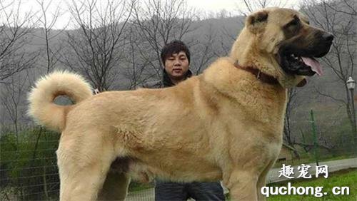 土耳其坎高犬价格及饲养方法