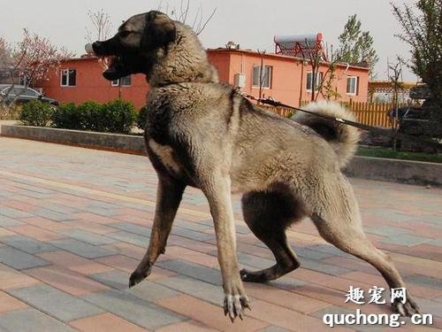 土耳其坎高犬价格及饲养方法