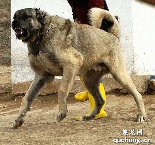 土耳其坎高犬价格及饲养方法