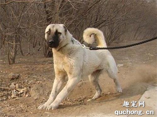 土耳其坎高犬价格及饲养方法