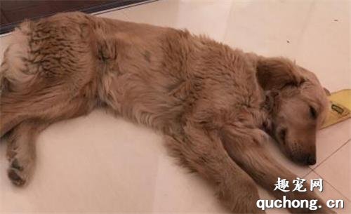 犬瘟热初期症状以及预防方法