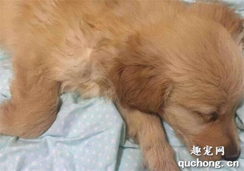 犬瘟热初期症状以及预防方法