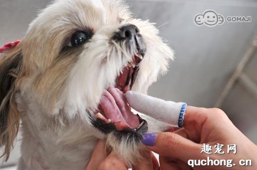 让狗狗拥有健康,“刷牙”必不可少!