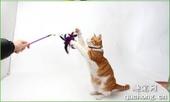 <b>如何能让猫运动起来 有什么好的办法吗?</b>