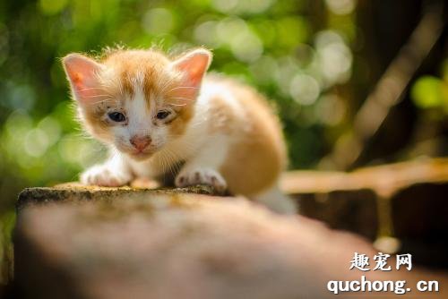 猫记仇吗 猫犯错了怎么惩罚?