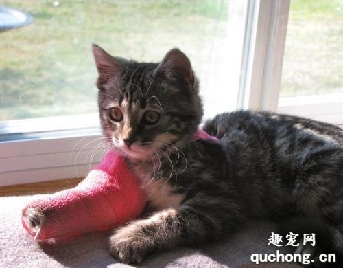 猫咪骨折怎么办?猫咪意外骨折处理方法