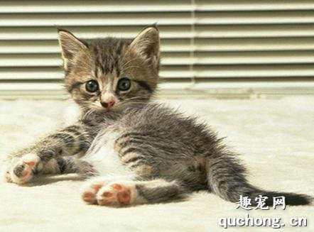 猫咪骨折怎么办?猫咪意外骨折处理方法
