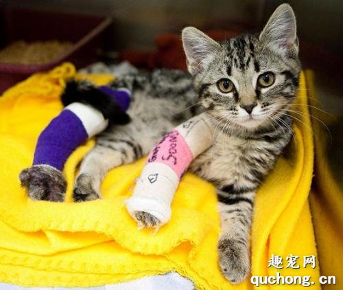 猫咪骨折怎么办?猫咪意外骨折处理方法