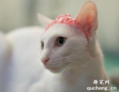 东方猫支气管炎怎么治疗？