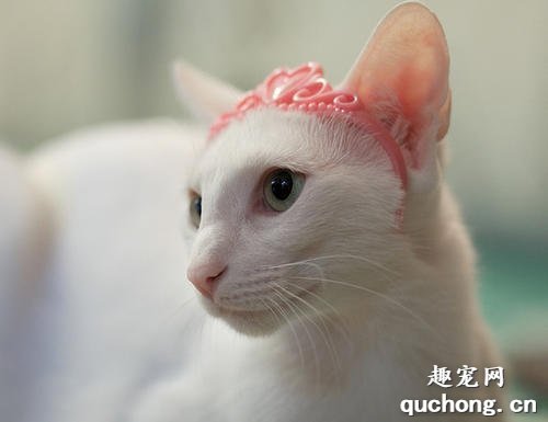东方猫支气管炎怎么治疗?
