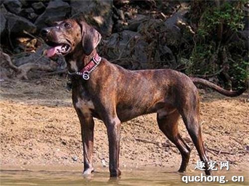 普罗特猎犬体态特征及性格特点