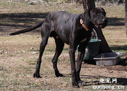 普罗特猎犬体态特征及性格特点