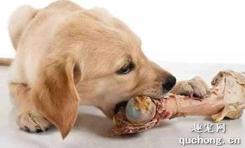 喂狗狗生肉骨的七大注意事项