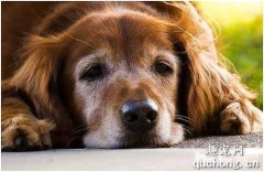 <b>老年犬后肢无力的日常护理方法</b>