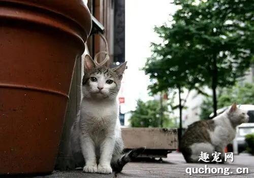 <b>流浪猫在门外向家猫示好，一时心软放进家，却发现再也送不走了</b>