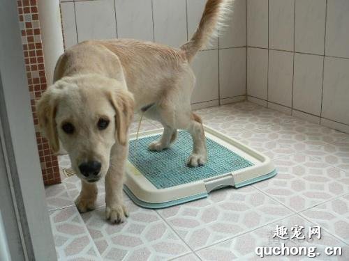 怎么教狗狗在固定的地方上厕所？