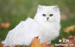 <b>英国长毛猫性格怎么样 英国长毛猫性格介绍</b>