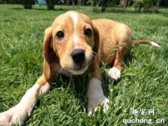 <b>波萨维茨猎犬好养吗？</b>