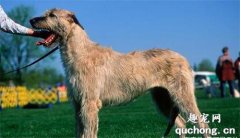 <b>爱尔兰猎狼犬和苏格兰猎鹿犬养护方式的差异</b>