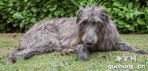 爱尔兰猎狼犬和苏格兰猎鹿犬养护方式的差异