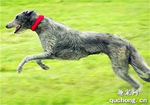 爱尔兰猎狼犬和苏格兰猎鹿犬养护方式的差异