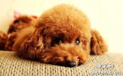 <b>犬细小病毒“翻肠子”的症状和治疗方法</b>