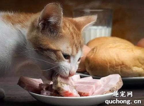 猫咪吃什么下奶最快最多？