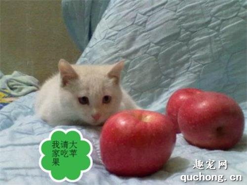 怎么喂猫吃苹果?
