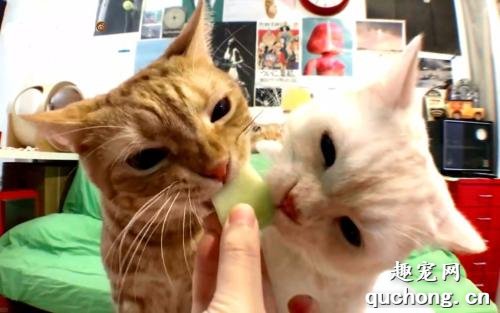 怎么喂猫吃苹果?