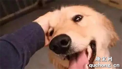 <b>人们都习惯“摸摸狗头”，但是你知道在狗狗眼里，意味着什么吗？</b>