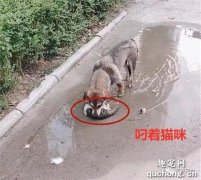 <b>男子发现流浪狗嘴里叼着猫咪，跟去一看却不禁落泪，安息吧</b>