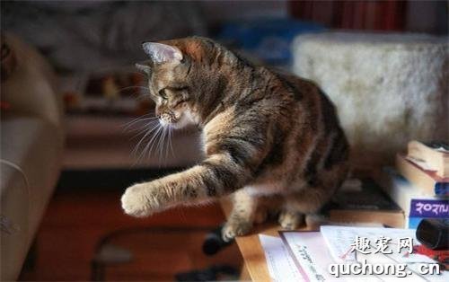 猫为什么喜欢把桌子上的东西推下去?