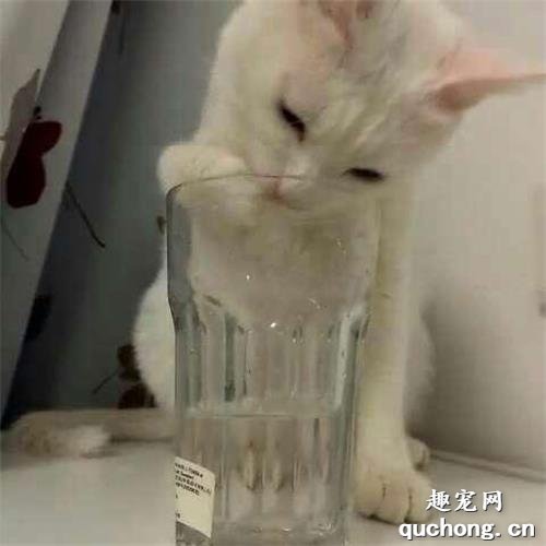 猫为什么喜欢把桌子上的东西推下去?