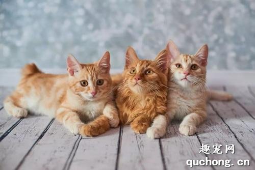 美国刚毛猫性格怎么样 美国刚毛猫性格介绍