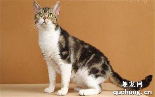 美国刚毛猫性格怎么样 美国刚毛猫性格介绍