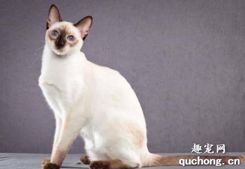 重点色短毛猫有什么性格特点