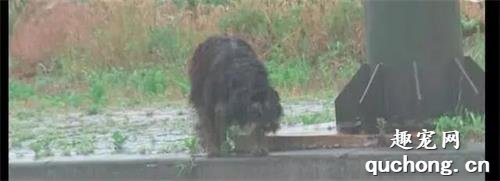 <b>狗狗被前主人送给朋友后却被遗弃，它风雨中等待4个月终又回到家</b>