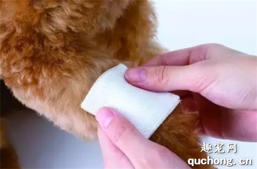 小狗外伤性出血怎么处理?