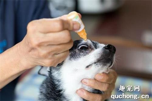 狗狗上火眼睛发红该怎么办？