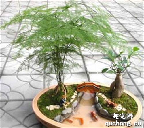 家里如果养了猫 建议不要养以下这些植物