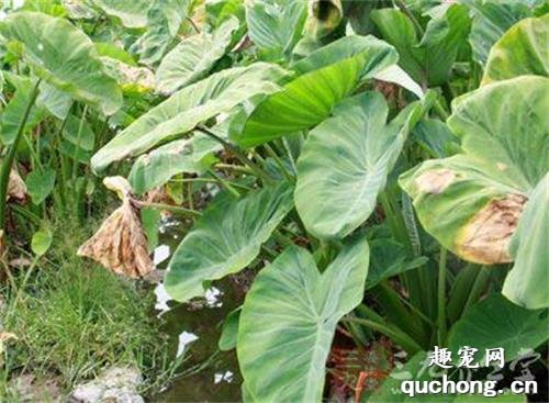 家里如果养了猫 建议不要养以下这些植物