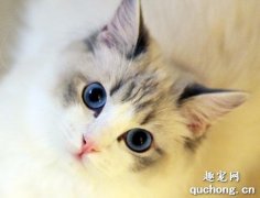<b>布偶猫能活多久 布偶猫如何饲养</b>