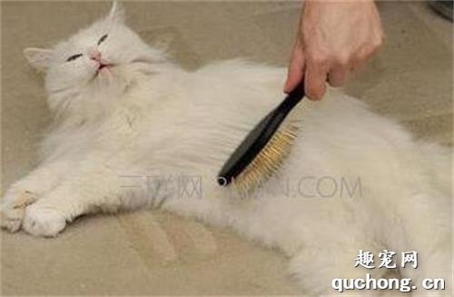 怎么让猫的毛油光顺滑 给猫美毛的三个技巧