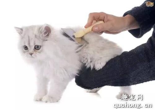 怎么让猫的毛油光顺滑 给猫美毛的三个技巧