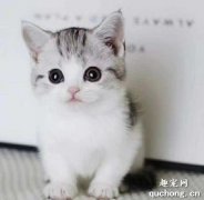 <b>曼基康猫吃什么 曼基康猫喂养指南</b>