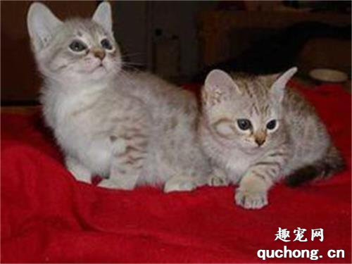 澳大利亚雾猫吃什么 澳大利亚雾猫喂养手册