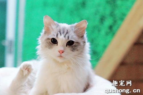 猫咪得了白血病怎么办?