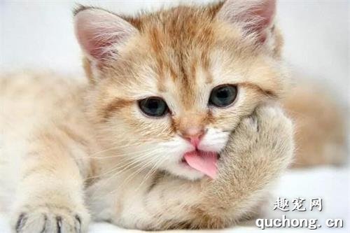 猫咪厌食怎么办？ 猫咪厌食解决办法