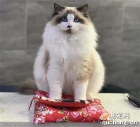 <b>名贵布偶猫被摆门口当招财猫用，店主：它在打工还债！</b>