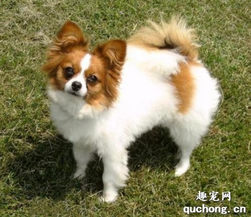 犬湿疹原因|诊断|预防及治疗方法